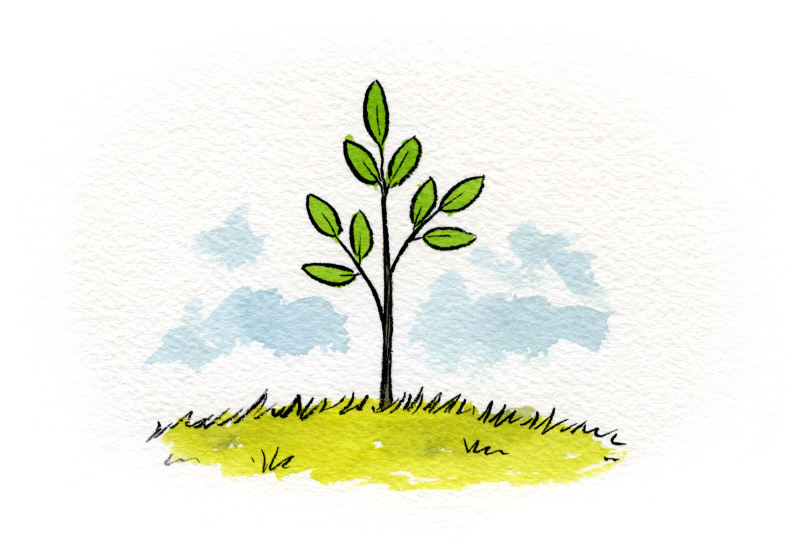 Illustration of a small sapling.